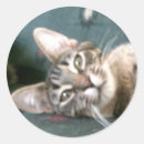 Search for tiger stripes stickers Cats