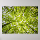 Search for beautiful forest posters Green