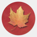 Search for fall maple leaf stickers Floral