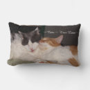 Search for sleeping cat Tabby
