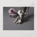 Search for diva postcards Pink
