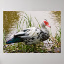Search for wild duck art Ducks