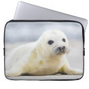 Search for baby seals electronics Animals