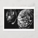 Search for black and white flowers postcards Beauty