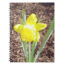 Search for daffodil photography Daffodils
