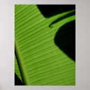 Search for banana leaf posters Hawaii