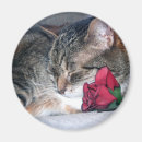 Search for cat breed magnets Feline