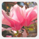 Search for magnolia flower stickers Blossom