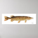Search for pike fishing posters Nature