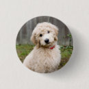 Search for goldendoodle badges Puppy