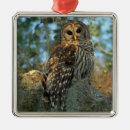 Search for barred owl christmas tree decorations Nature