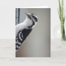 Search for white feather cards Birds