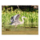 Search for blue heron art Waterfowl