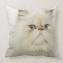Search for persian photography Cats