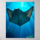 Search for underwater posters Marine life