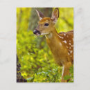 Search for whitetail deer postcards Odocoileus virginianus