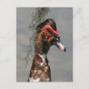Search for male postcards Photography