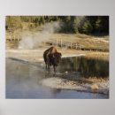 Search for american wildlife posters Bison