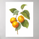 Search for vintage apricot posters Nature