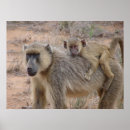 Search for baboon posters Monkey