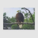 Search for eagle tissue paper Majestic