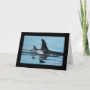 Search for orca whale Baby