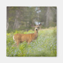 Search for odocoileus magnets Nature
