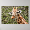 Search for acacia posters Giraffe