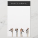 Search for ostrich Bird