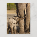 Search for mama africa postcards Baby elephant