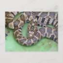 Search for snake photography Wildlife