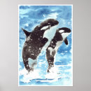 Search for orca whale posters Sealife