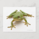 Search for tree frogs postcards Nature
