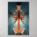 Search for nerve posters Medical