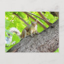Search for gray squirrel postcards Wildlife