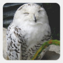 Search for snowy owl stickers Animal