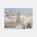 Search for icelandic horses blankets Danita delimont