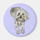 Search for maltese magnets Puppies