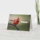 Search for funny cardinals cards Redbird