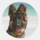 Search for long haired german shepherd stickers Deutscher schaferhund