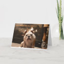 Search for bulldog get well cards Funny