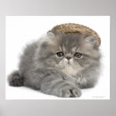 Search for cat lying down posters Horizontal
