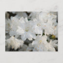 Search for white azalea White azaleas