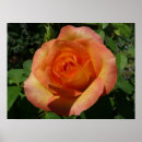 Search for peach floral posters Nature