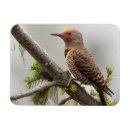 Search for flicker magnets Colaptes auratus