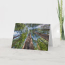 Search for california cards Redwood forest