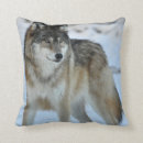 Search for grey wolf Lupus
