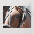Search for amish photography Equine