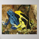 Search for poison photography Frog
