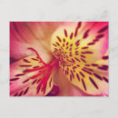 Search for tiger lily postcards Colourful